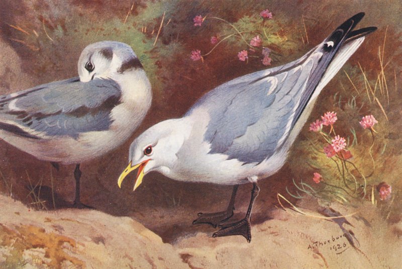 Kittiwake sirály (felnőtt és fiatal) (színes litográfia) alkotó: Archibald Thorburn