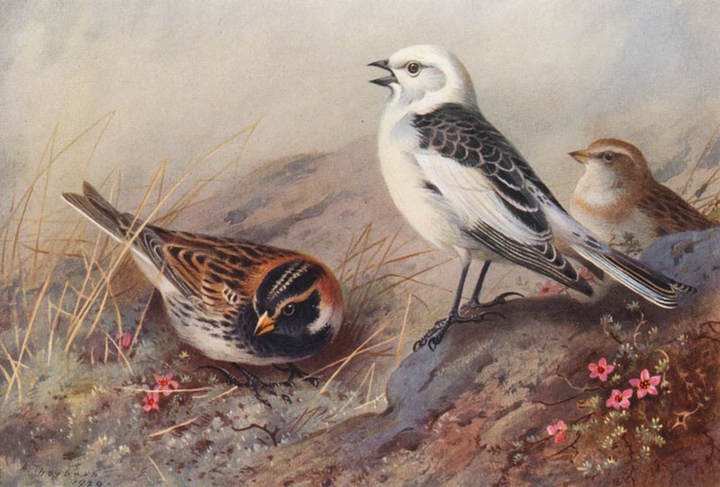 Lappföldi vöcsök, hóbagoly (nyár) (hím és nőstény) (színes lithó) alkotó: Archibald Thorburn