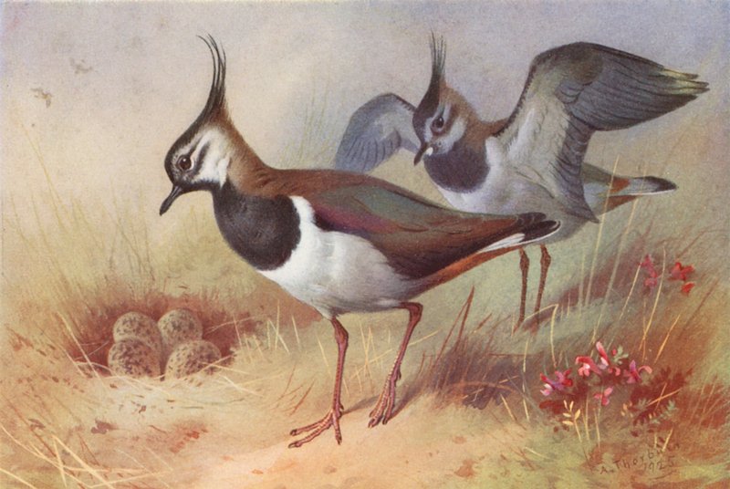 Kékszárnyú (hím és nőstény) (színes litográfia) alkotó: Archibald Thorburn
