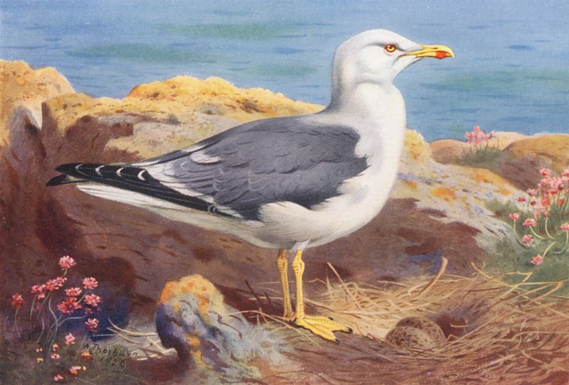 Kis fekete hátú sirály (színes litográfia) alkotó: Archibald Thorburn