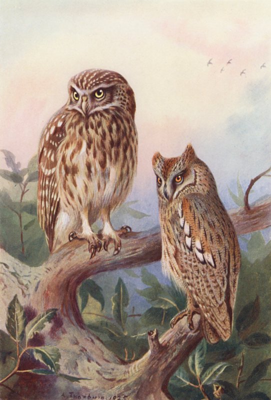 Kisbagoly, Scops-Owl (színes litográfia) alkotó: Archibald Thorburn