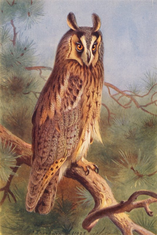 Fülesbagoly (színes litográfia) alkotó: Archibald Thorburn
