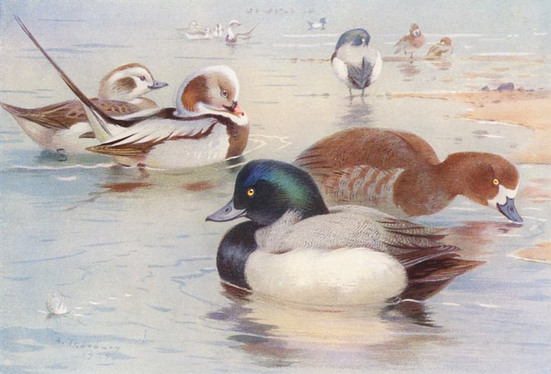 Hosszúfarkú kacsa (hím és nőstény), Scaup-kacsa (hím és nőstény) (színes litográfia) alkotó: Archibald Thorburn