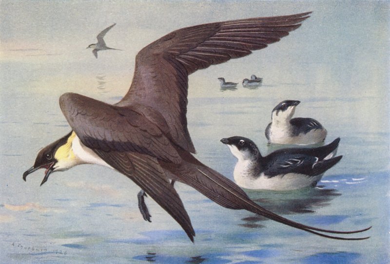 Hosszúfarkú skua, kis kócsag (tél) (színes litográfia) alkotó: Archibald Thorburn