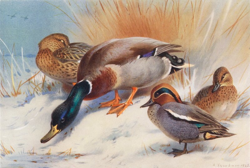 Mallard (hím és nőstény), réce (hím és nőstény) (színes litográfia) alkotó: Archibald Thorburn