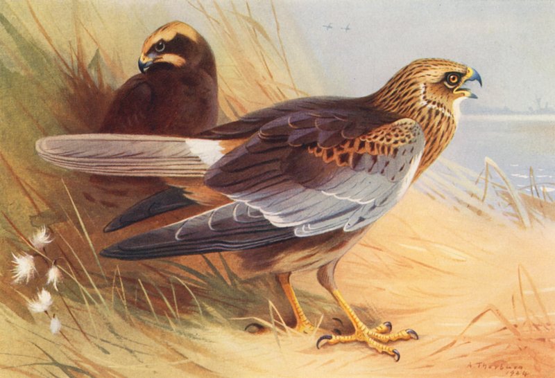 Marsh-Harrier (színes litográfia) alkotó: Archibald Thorburn