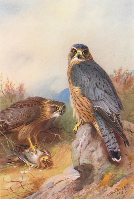 Merlin (színes litográfia) alkotó: Archibald Thorburn