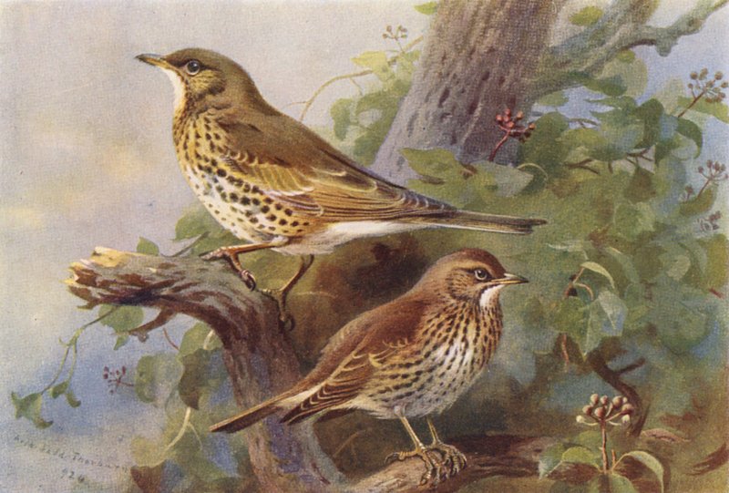 Mistle-Thrush, Song-Thrush (színes litográfia) alkotó: Archibald Thorburn
