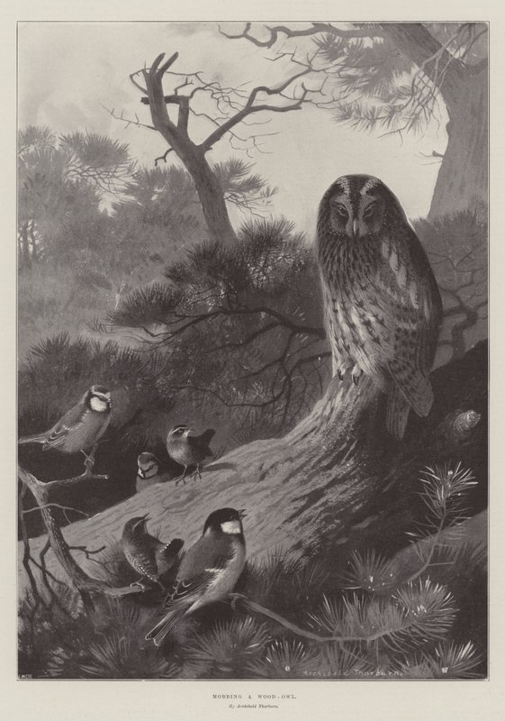 Erdei bagoly mobbingja alkotó: Archibald Thorburn