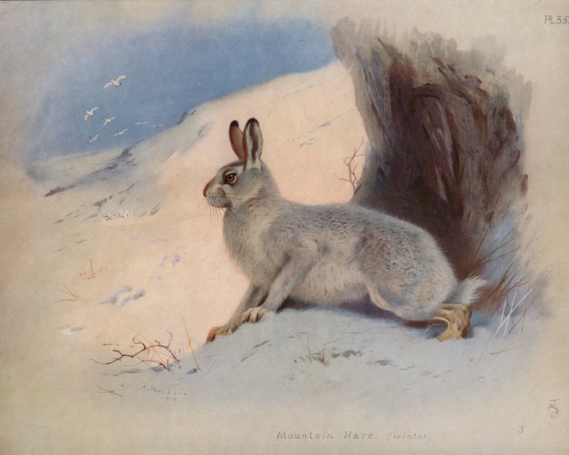 Hegyi nyúl (télen) alkotó: Archibald Thorburn
