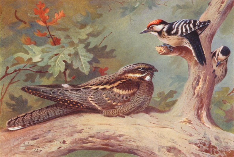 Éjjeli pacsirta, foltos harkály (hím és nőstény) (színes litográfia) alkotó: Archibald Thorburn