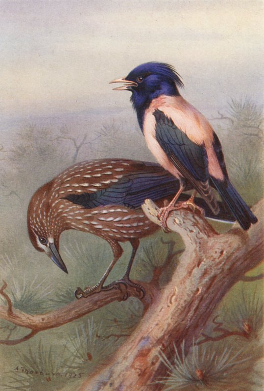 Diótörő, Rózsaszínű Csillag (színes litográfia) alkotó: Archibald Thorburn