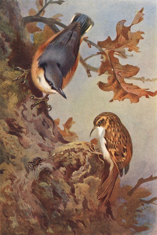 Kakukk, fakopáncs (színes litográfia) alkotó: Archibald Thorburn