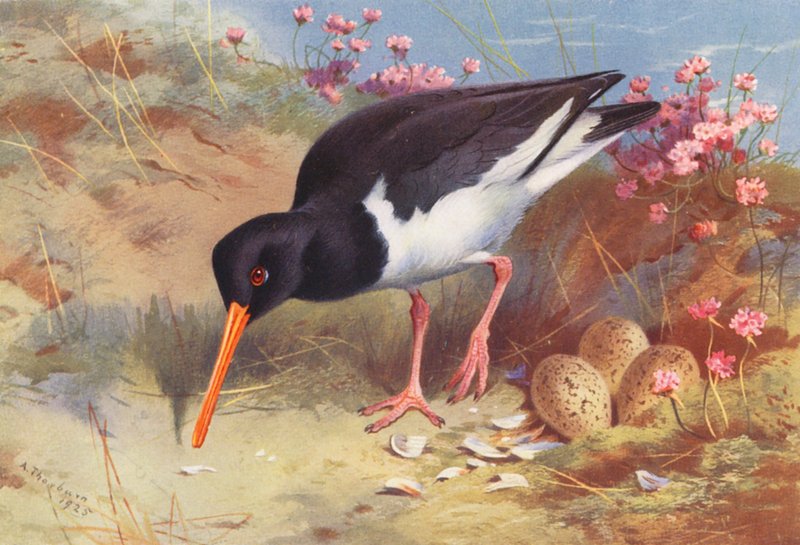 Oyster-Catcher (színes litográfia) alkotó: Archibald Thorburn
