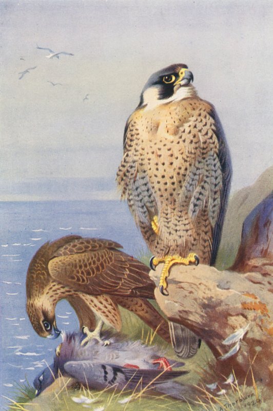 Sólyom (színes litográfia) alkotó: Archibald Thorburn