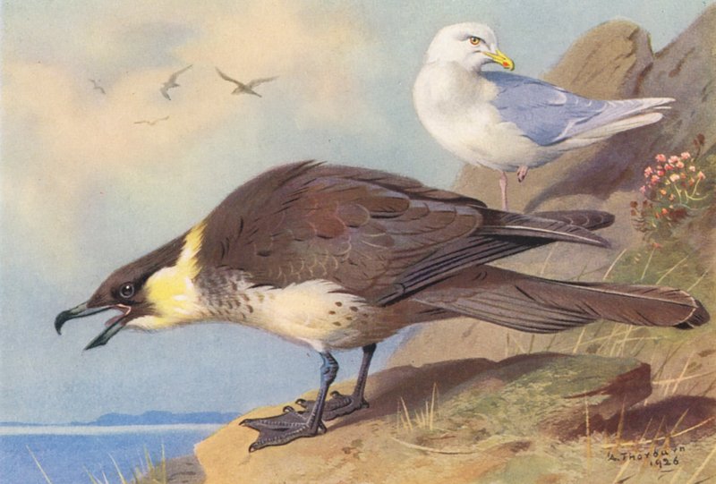Pomatorhine Skua, izlandi sirály (színes litográfia) alkotó: Archibald Thorburn