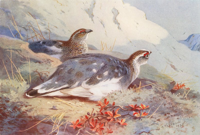 Mormota (hím és nőstény, ősszel) (színes litográfia) alkotó: Archibald Thorburn