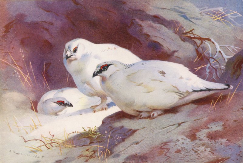 Mormota (hím és nőstény, télen) (színes litográfia) alkotó: Archibald Thorburn