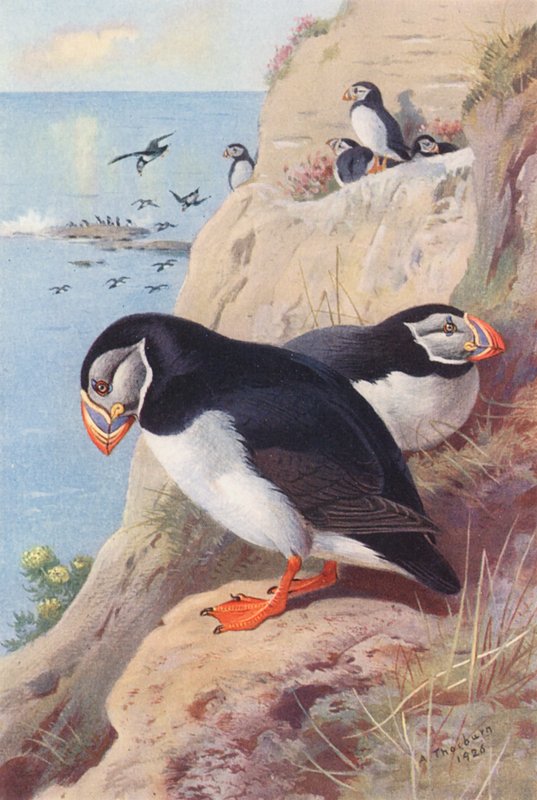 Puffin (színes litográfia) alkotó: Archibald Thorburn