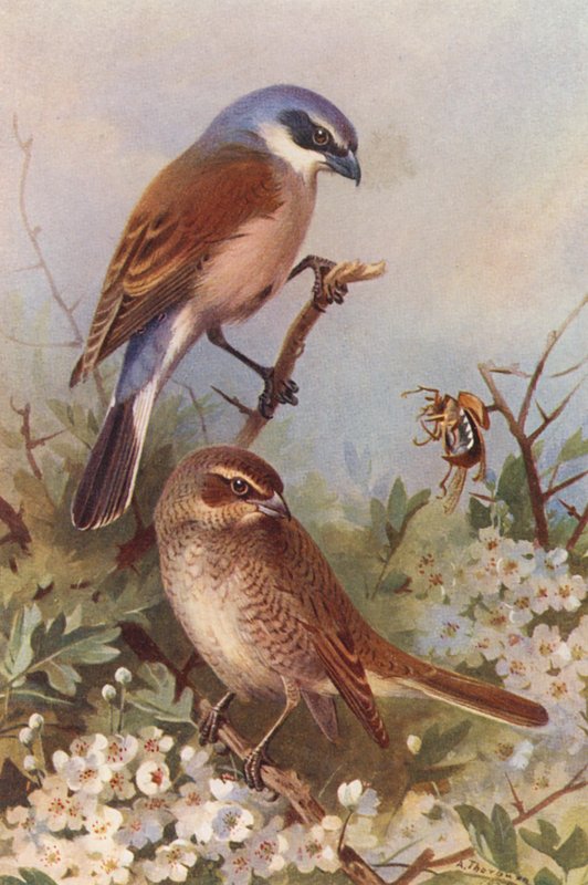 Vöröshátú vöcsök (hím és nőstény) (színes litográfia) alkotó: Archibald Thorburn