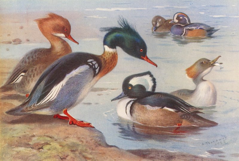 Piroskacsa (hím és nőstény), Harlekinkacsa (hím és nőstény), Csuklyás réce (hím és nőstény) (színes lithó) alkotó: Archibald Thorburn