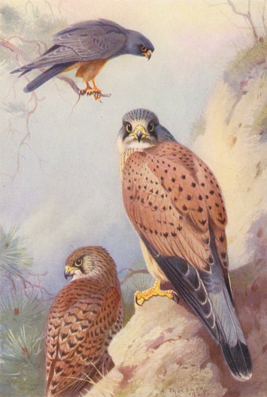 Vöröslábú sólyom, gólya (hím és nőstény) (színes litográfia) alkotó: Archibald Thorburn