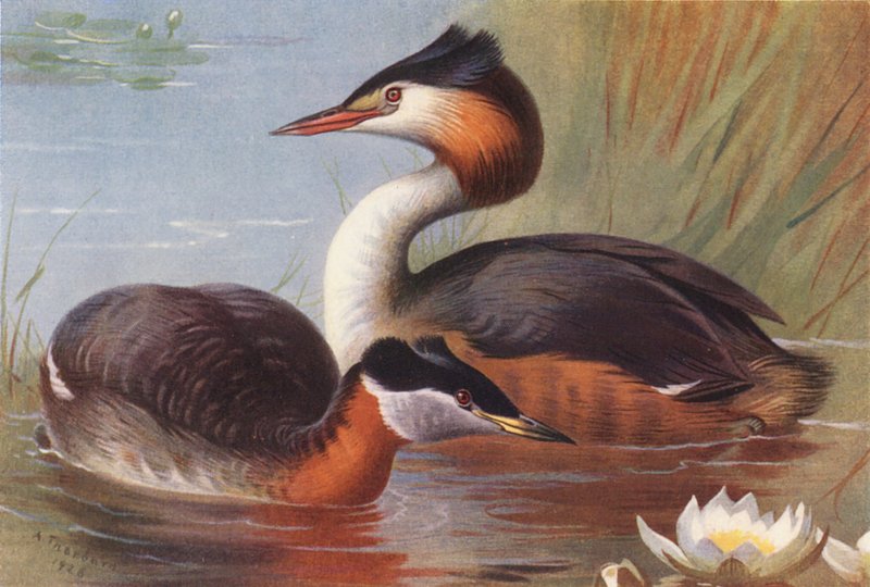 Vörösnyakú rétihéja, nagy kócsag (színes litográfia) alkotó: Archibald Thorburn