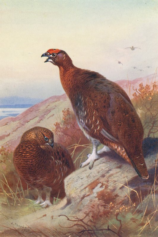 Vörösfajd (hím és nőstény) (színes litográfia) alkotó: Archibald Thorburn