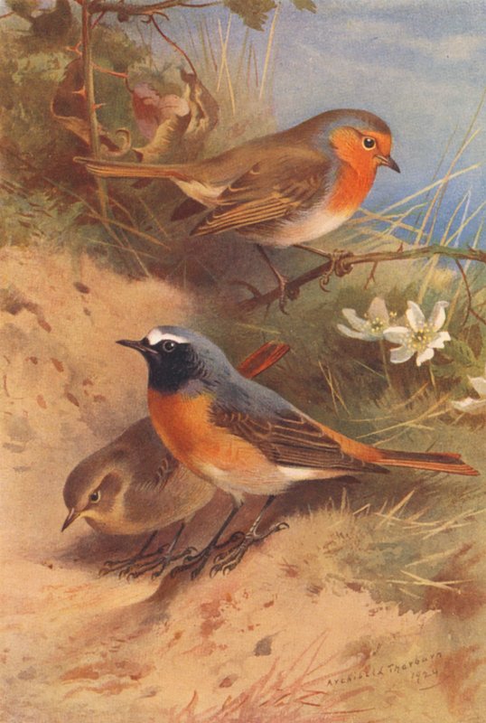 Pirospozsgás, vörösbegy (hím és nőstény) (színes litográfia) alkotó: Archibald Thorburn