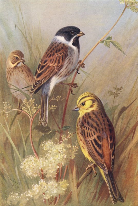 Nádirigó (hím és nőstény), Sárgavöcsök vagy Sárga kalapács (színes litográfia) alkotó: Archibald Thorburn
