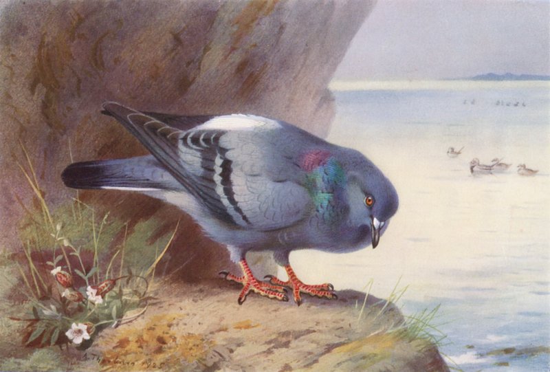 Rock-Dove (színes litográfia) alkotó: Archibald Thorburn