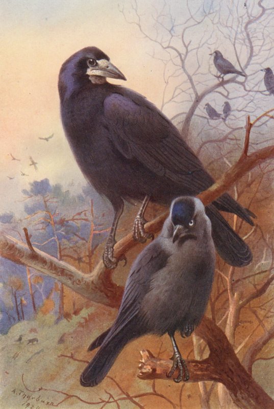 Bástya, Jackdaw (színes litográfia) alkotó: Archibald Thorburn