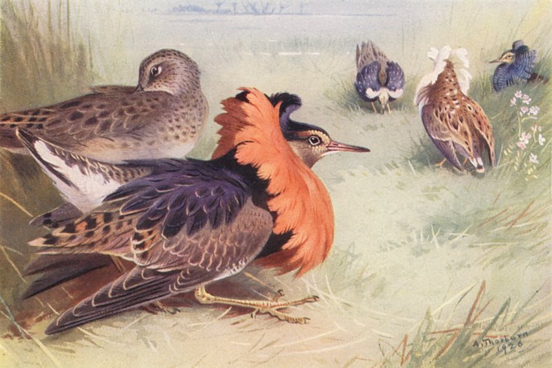 Ruff (négyféle hím és nőstény) (színes litográfia) alkotó: Archibald Thorburn