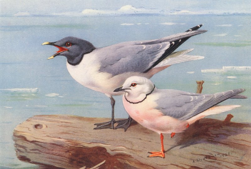 Sabine sirály, ékfarkú sirály (színes litográfia) alkotó: Archibald Thorburn