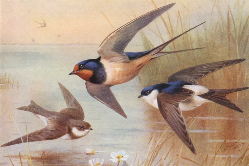 Sand-Martin, Swallow, Martin (színes litográfia) alkotó: Archibald Thorburn