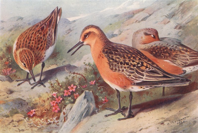 Sanderling (nyár), csomó (nyár) (színes litográfia) alkotó: Archibald Thorburn
