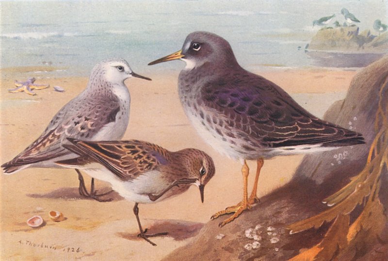 Sanderling (tél), Temminck