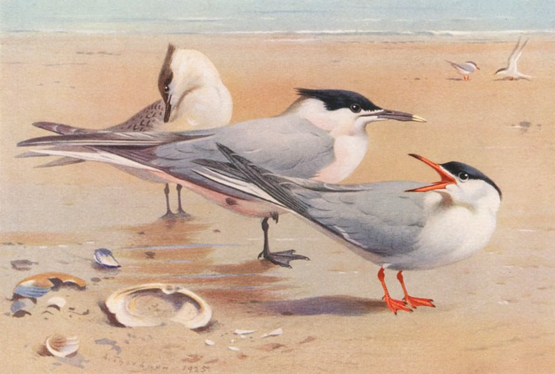 Szendvicscsér (felnőtt és fiatal), közönséges csér (színes litográfia) alkotó: Archibald Thorburn
