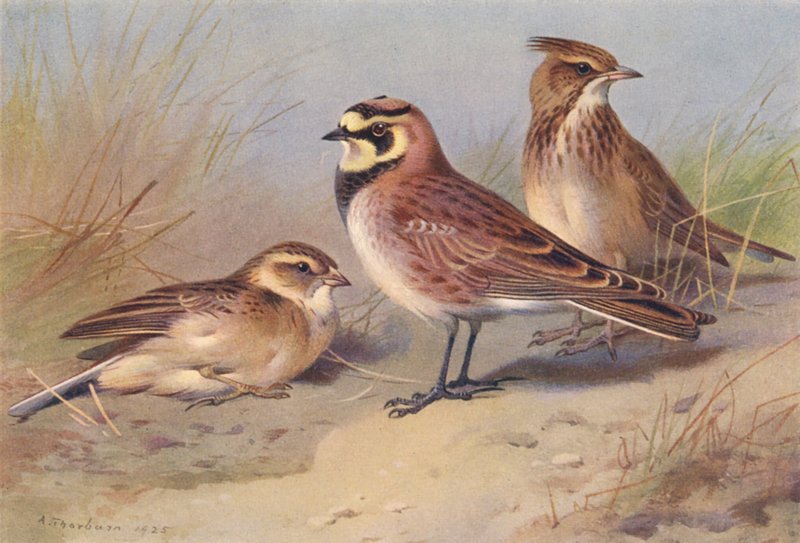 Rövid lábú pacsirta, parti pacsirta, címeres pacsirta (színes litográfia) alkotó: Archibald Thorburn