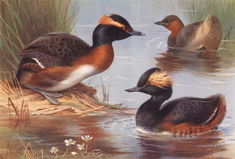 Szlavóniai gém, kis gém, fekete nyakú gém (színes lithó) alkotó: Archibald Thorburn