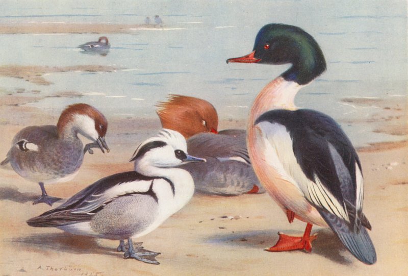 Smew (hím és nőstény), Goosander (hím és nőstény) (színes litográfia) alkotó: Archibald Thorburn