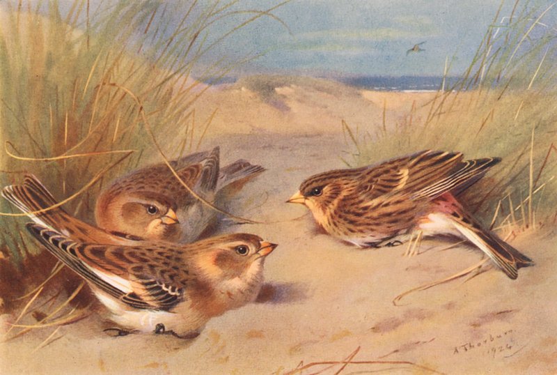Snow-Bunting (téli), Twite (színes litográfia) alkotó: Archibald Thorburn