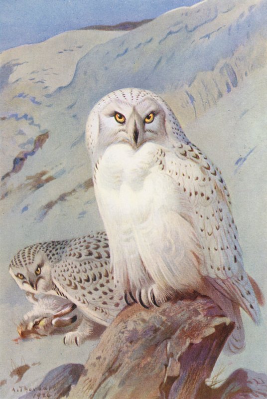 Hóbagoly (színes litográfia) alkotó: Archibald Thorburn