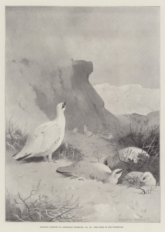 Sportos alanyok, a Ptarmigan otthona alkotó: Archibald Thorburn