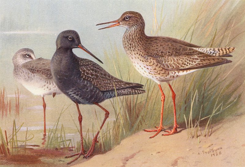 Foltos vöröshasúszójú (nyáron és ősszel), közönséges vöröshasúszójú (színes litho) alkotó: Archibald Thorburn