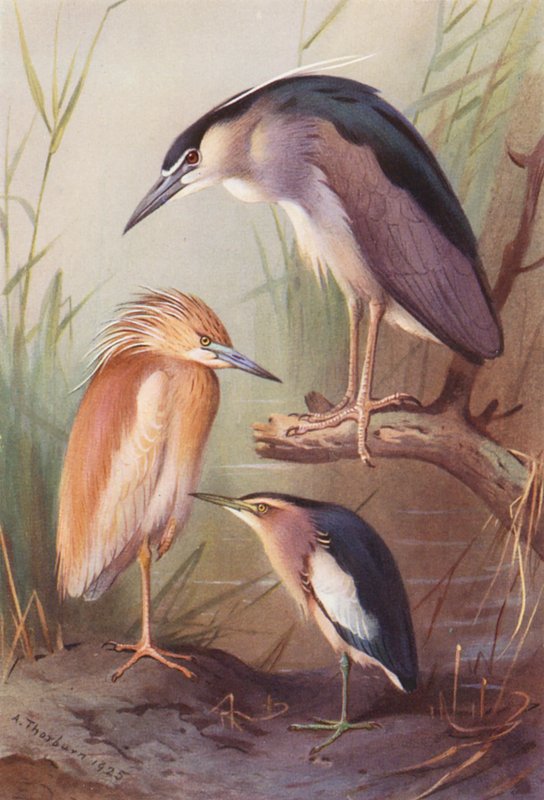 Rákóczi, éjjeli kócsag, kis keselyű (színes litográfia) alkotó: Archibald Thorburn