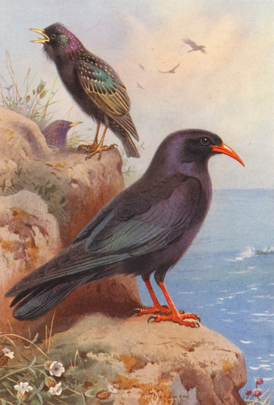 Starling, Chough (színes litográfia) alkotó: Archibald Thorburn