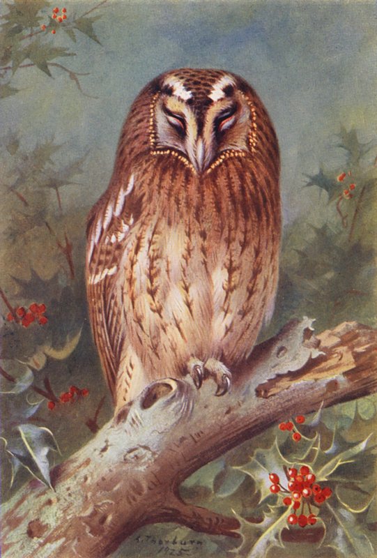 Bagoly (színes litográfia) alkotó: Archibald Thorburn
