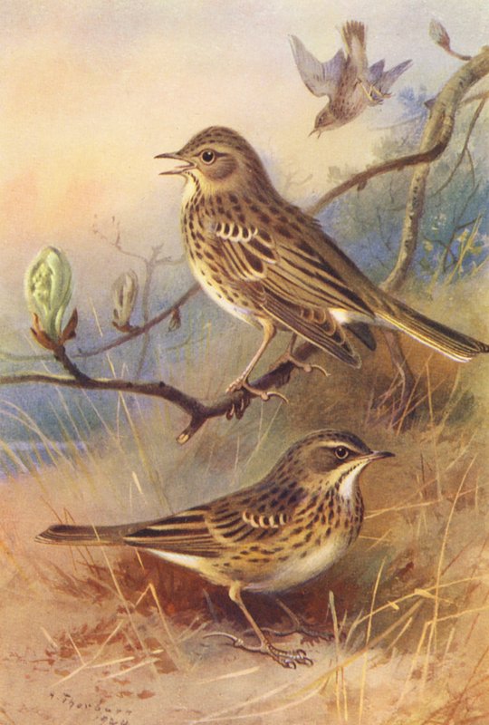 Fa- és réti csiperke (színes litográfia) alkotó: Archibald Thorburn