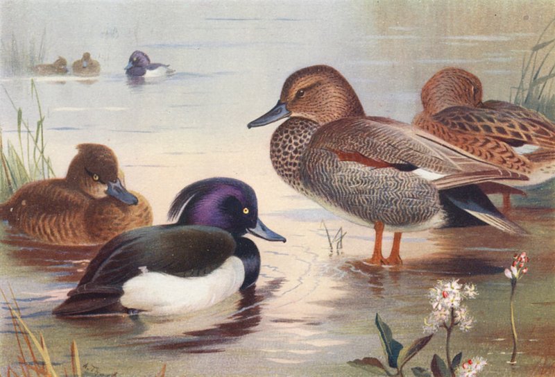 Túzok (hím és nőstény), tőkés réce (hím és nőstény) (színes litográfia) alkotó: Archibald Thorburn